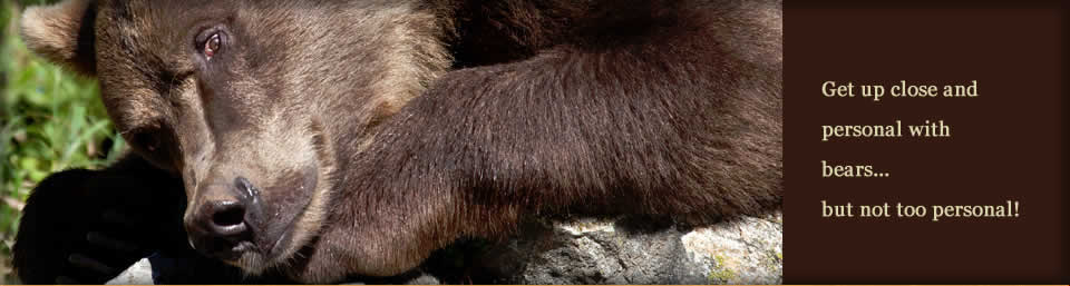 bear face slide