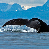 jumping whale in alaska