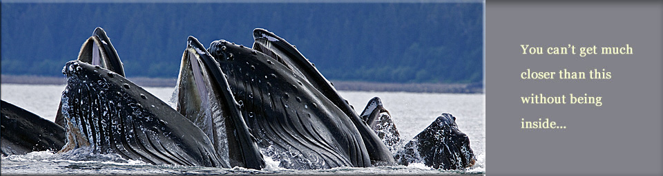 open whale mouth picture