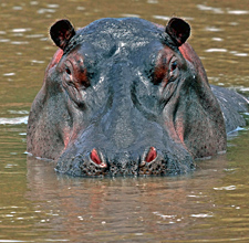 Hippo